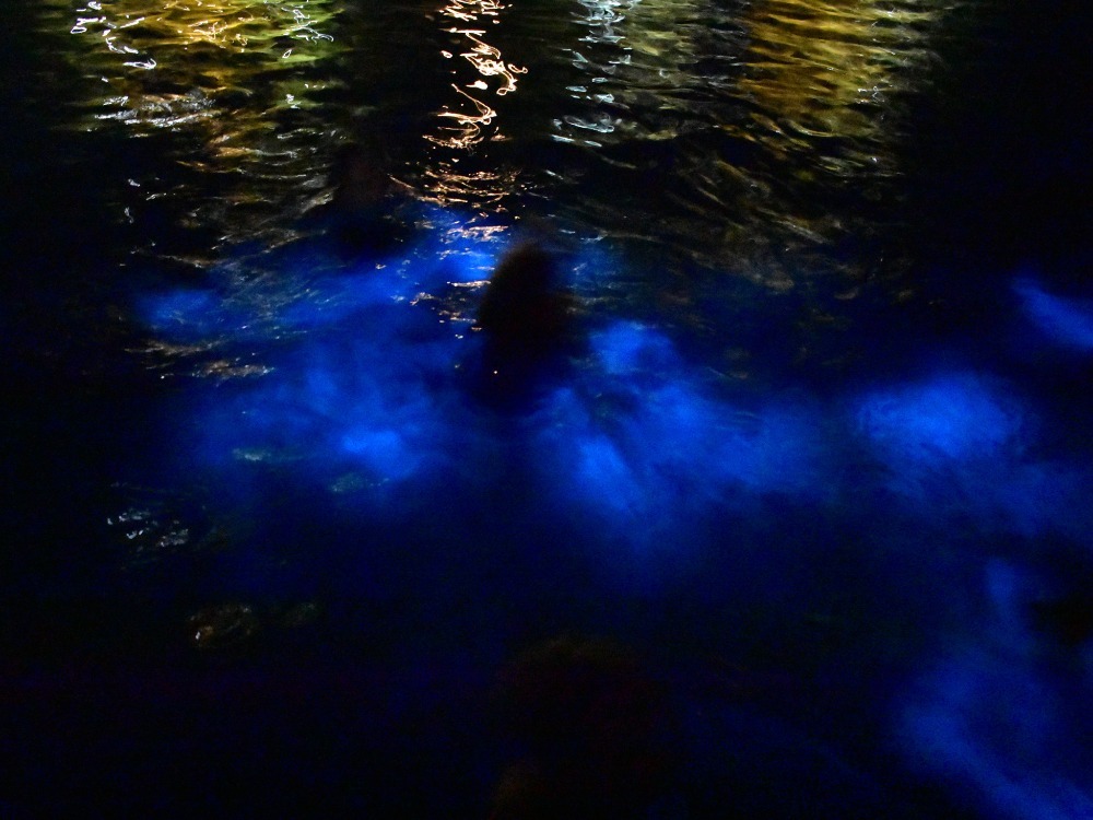 Tour en Bote de Bioluminiscencia