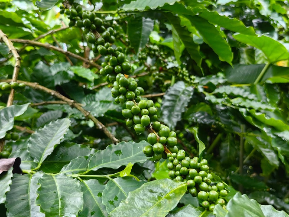 Tour del Café