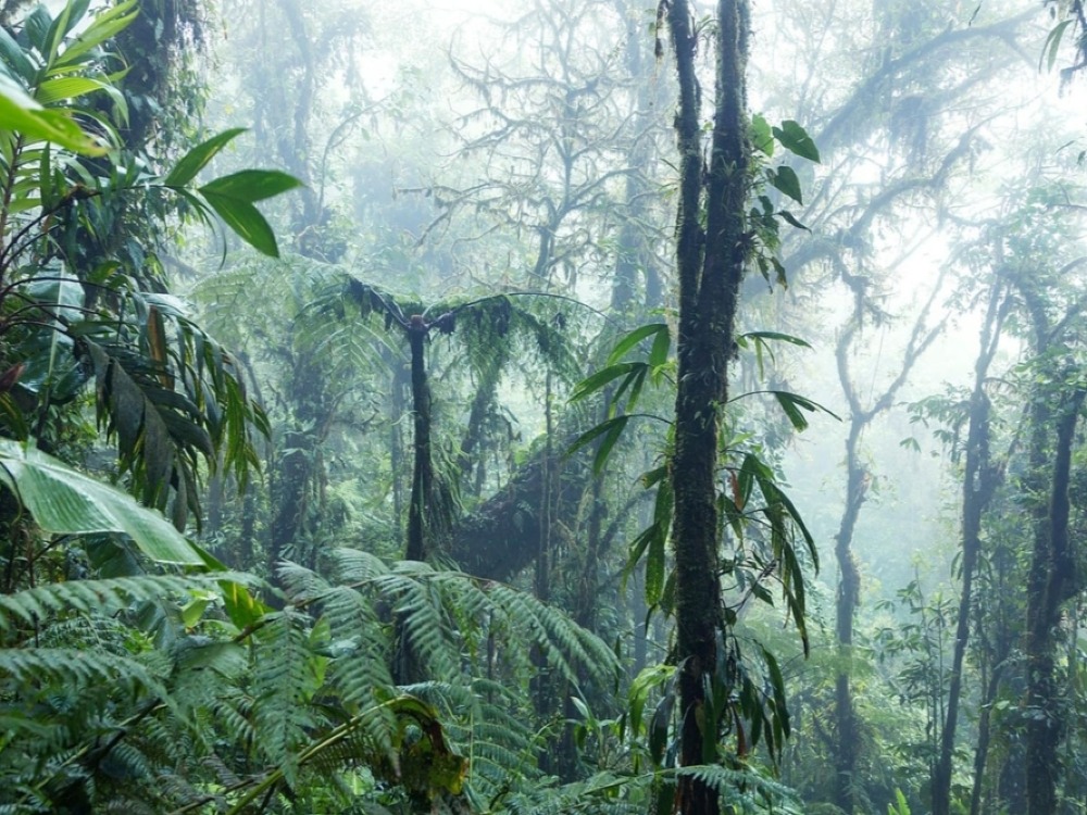 Tour al Bosque Nuboso de Monteverde
