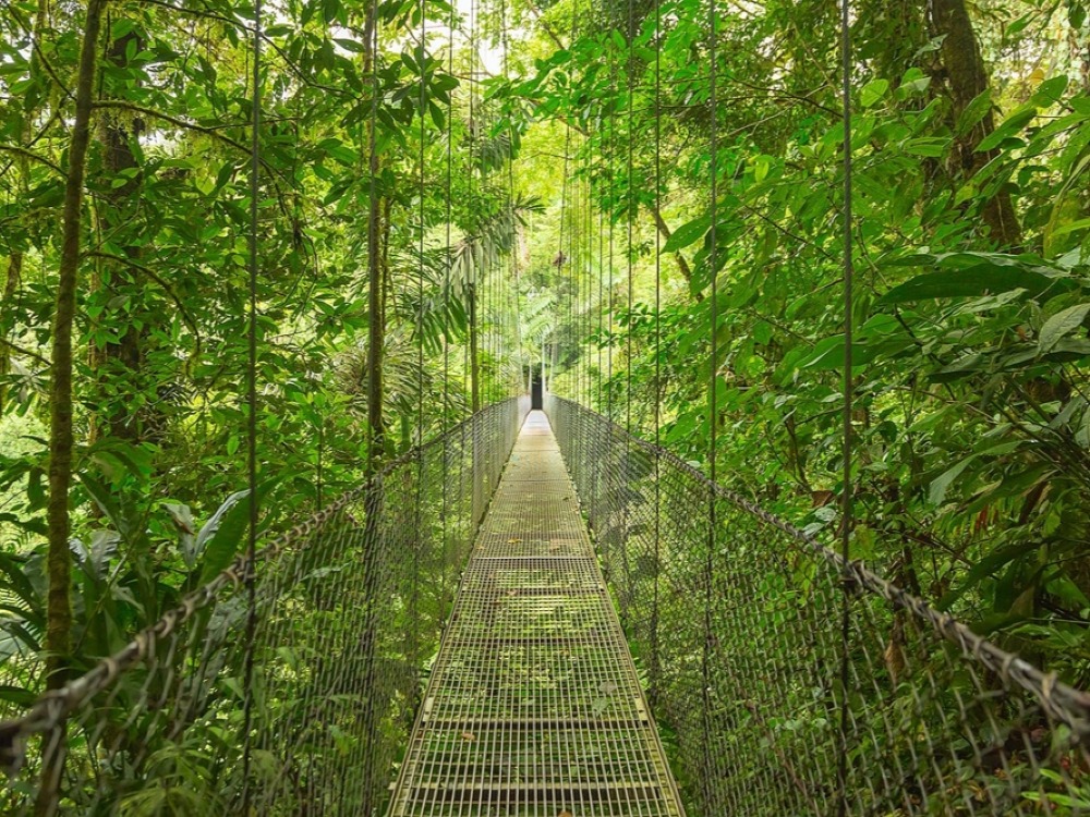 Tour al Bosque Nuboso de Monteverde