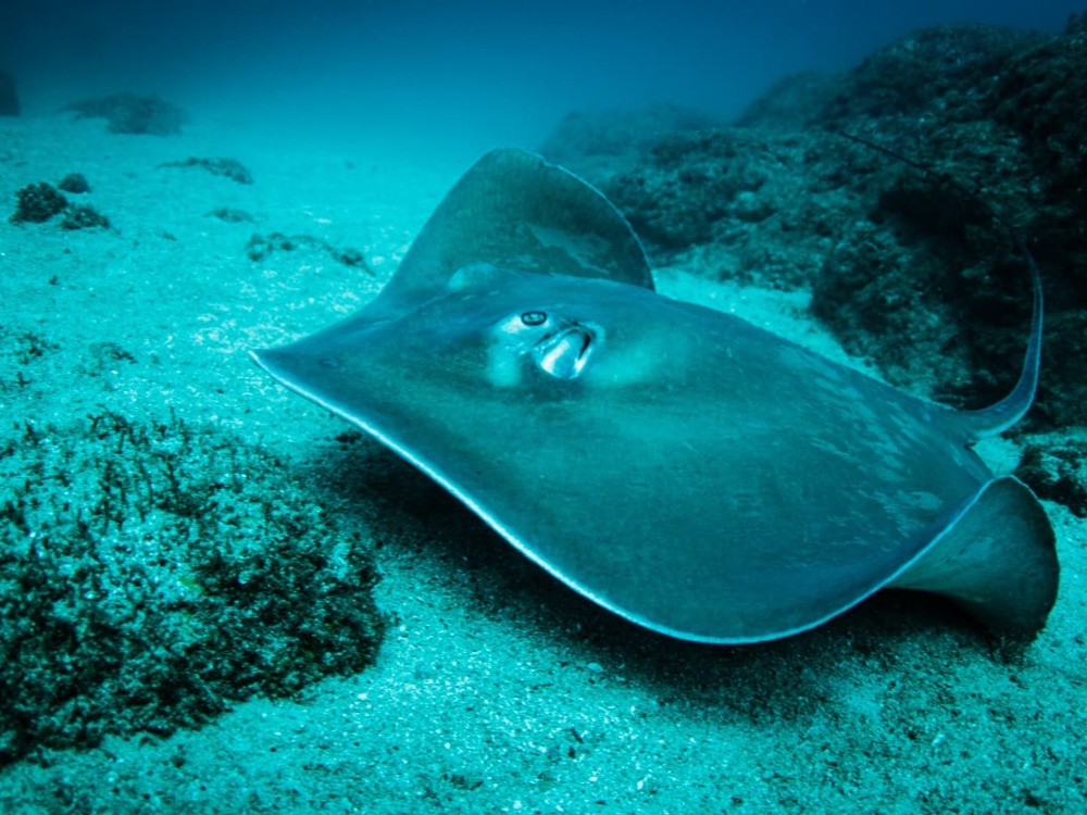 Tour de Buceo