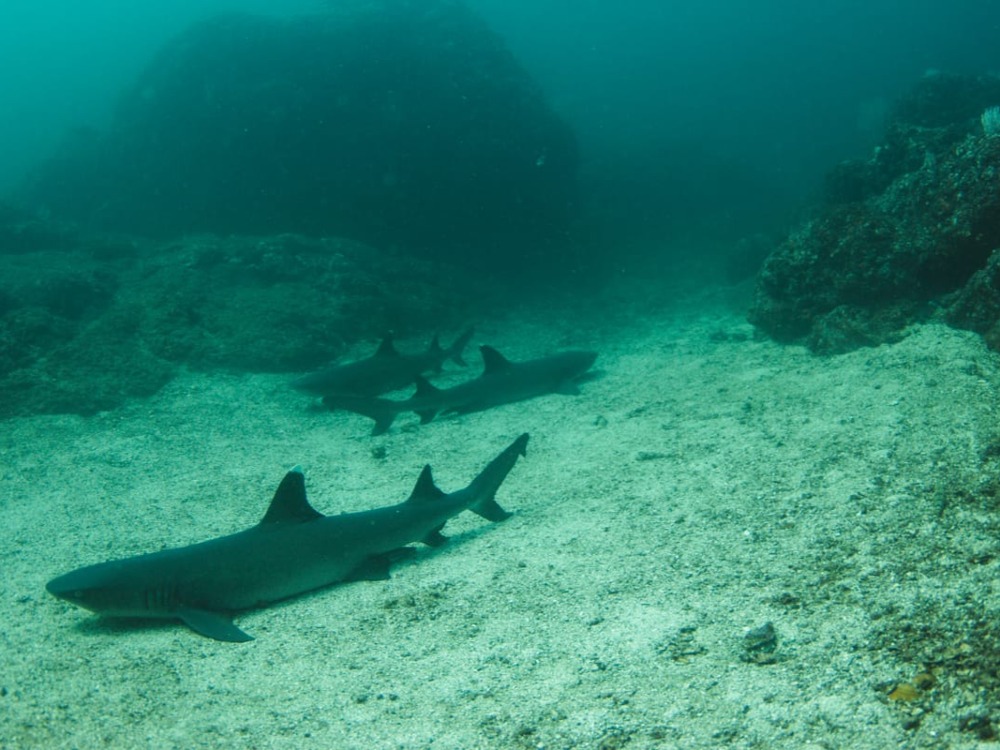 Tour de Buceo